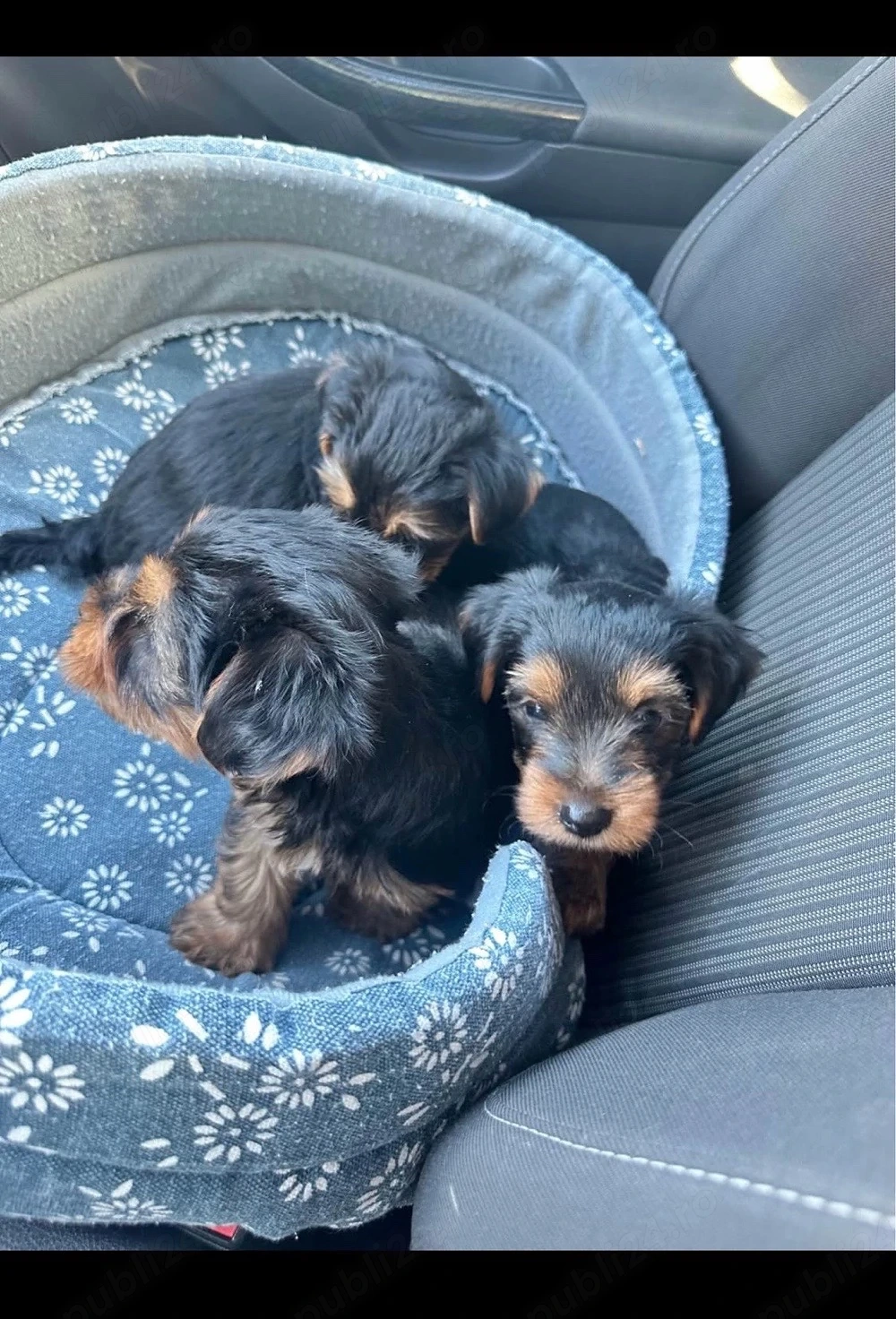 Puiuți Yorkshire Terrier!