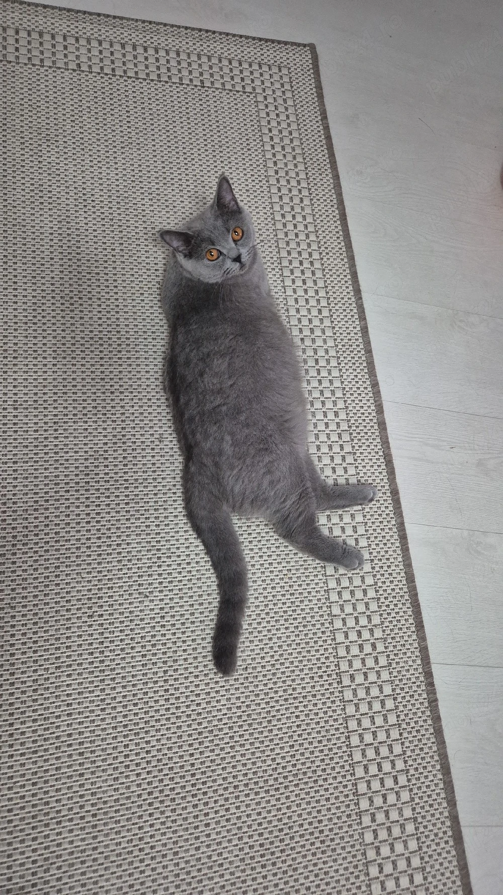 vand pisica british Shorthair 