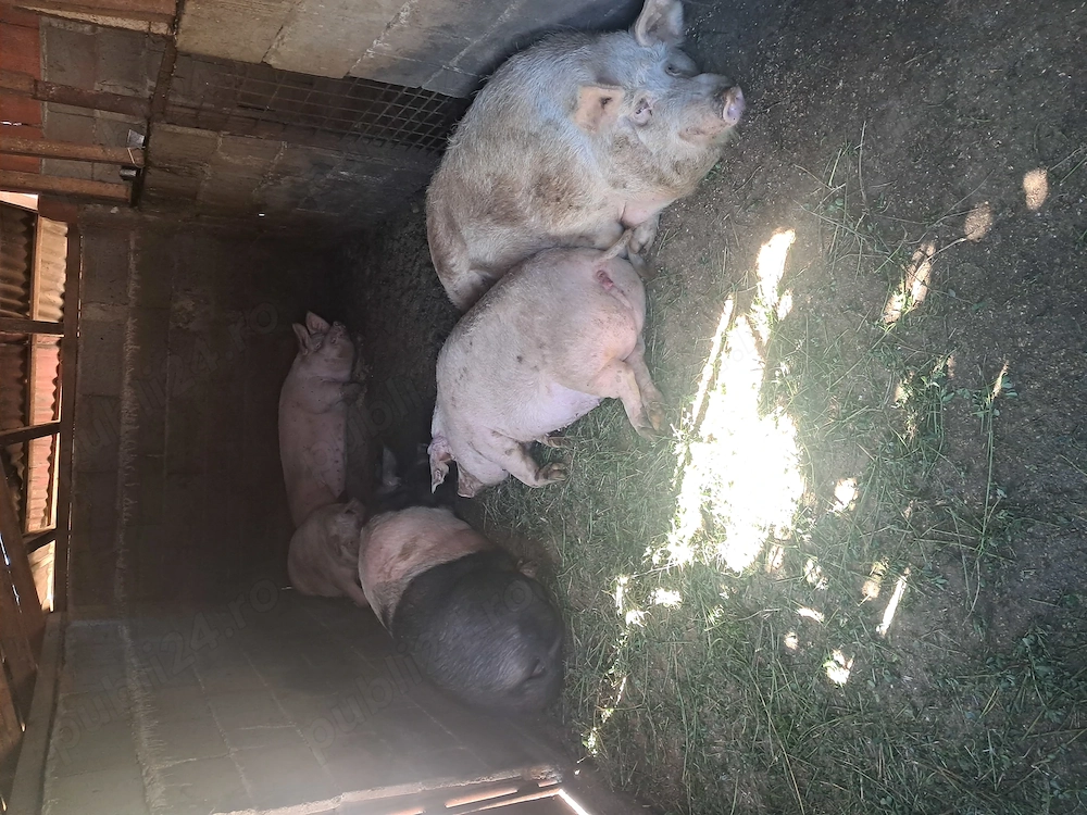 Vabd porci intre 120 200 kg