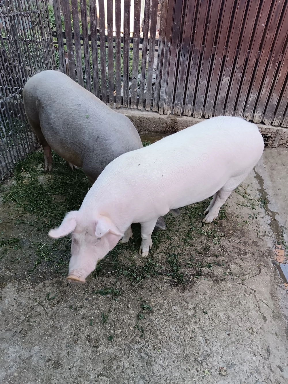 Vând porci crescuți în gospodarie