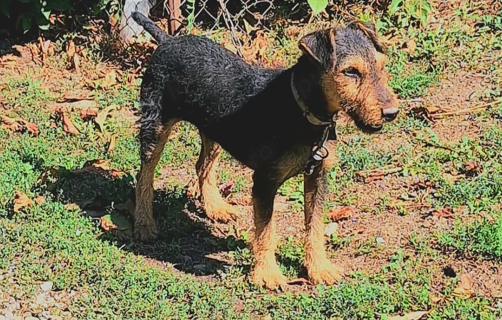 Mascul Jagdterrier 8 luni!