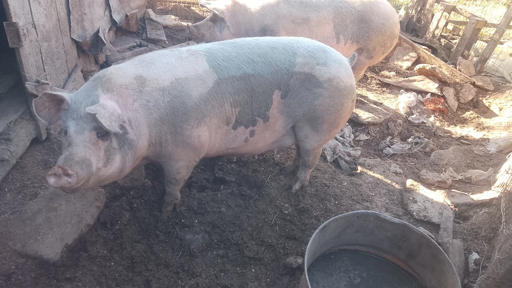 Porci de carne, rasă originală, diverse categorii. 