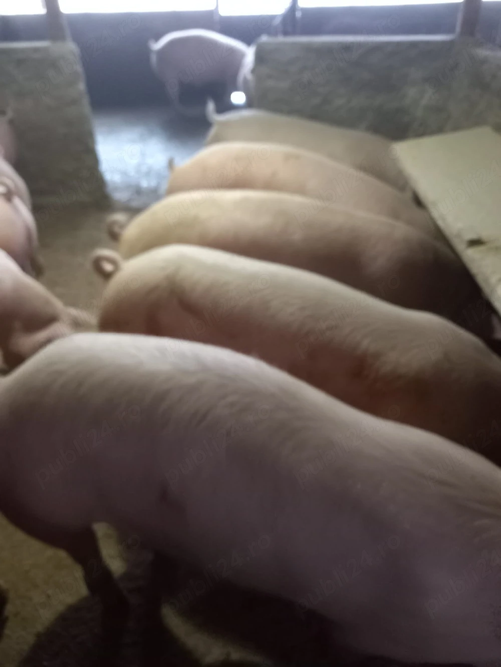 Porci de vînzare 