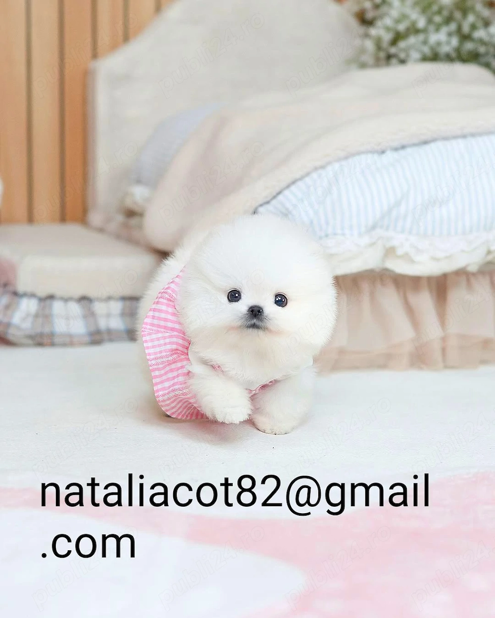 Pomeranian mini toy