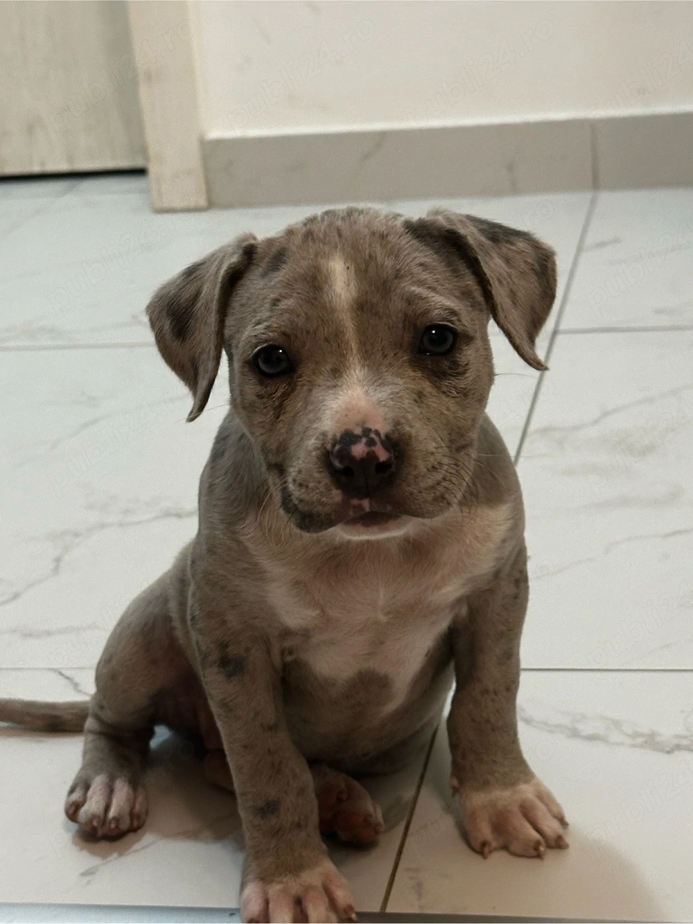 American Bully Xl 