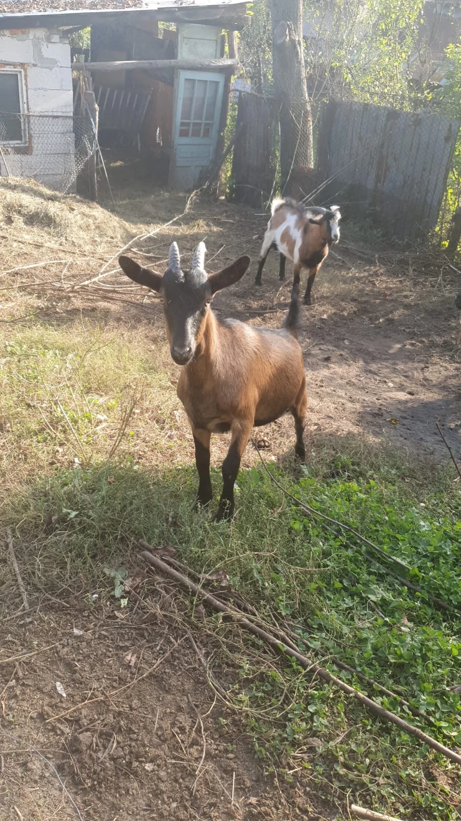 Vand ieduta carpatina