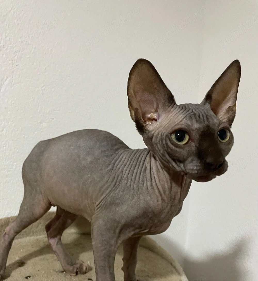 Fetita si baiat Sphynx