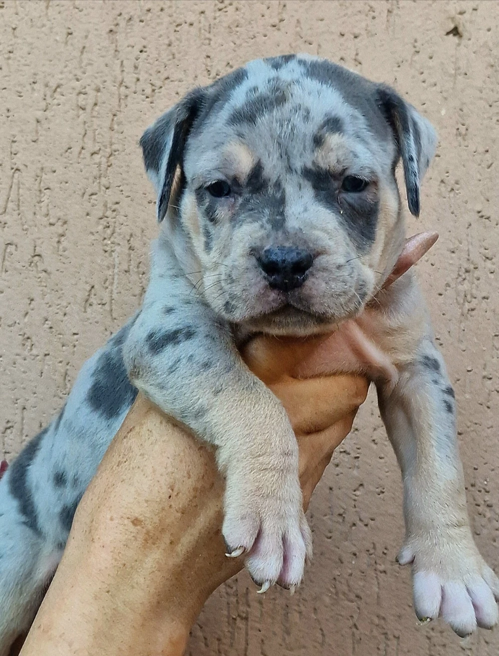 Vand American Bully xl 