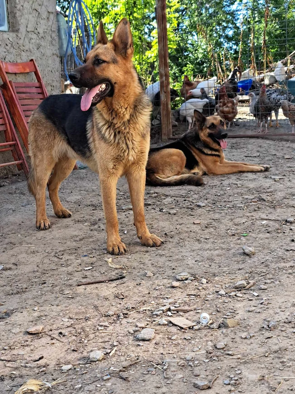Două femele ciobănesc german