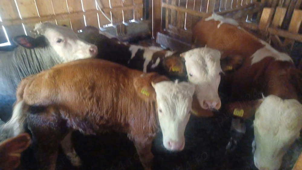 Vand tăurași de carne 