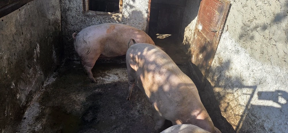 Vand porc carcasa rasa Romaneasca
