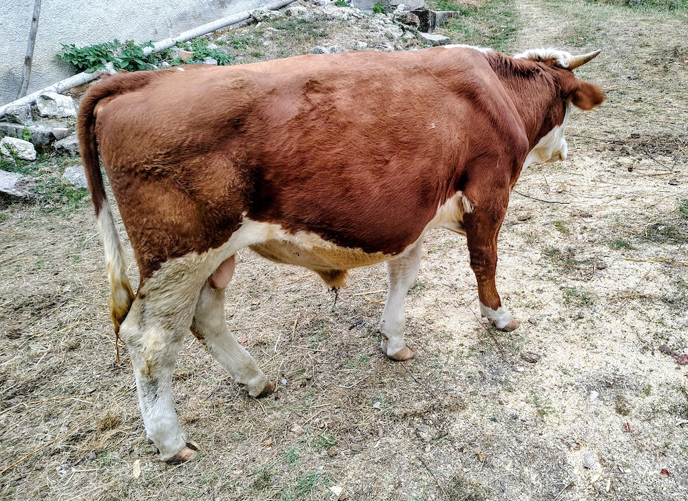 Taur de vânzare 