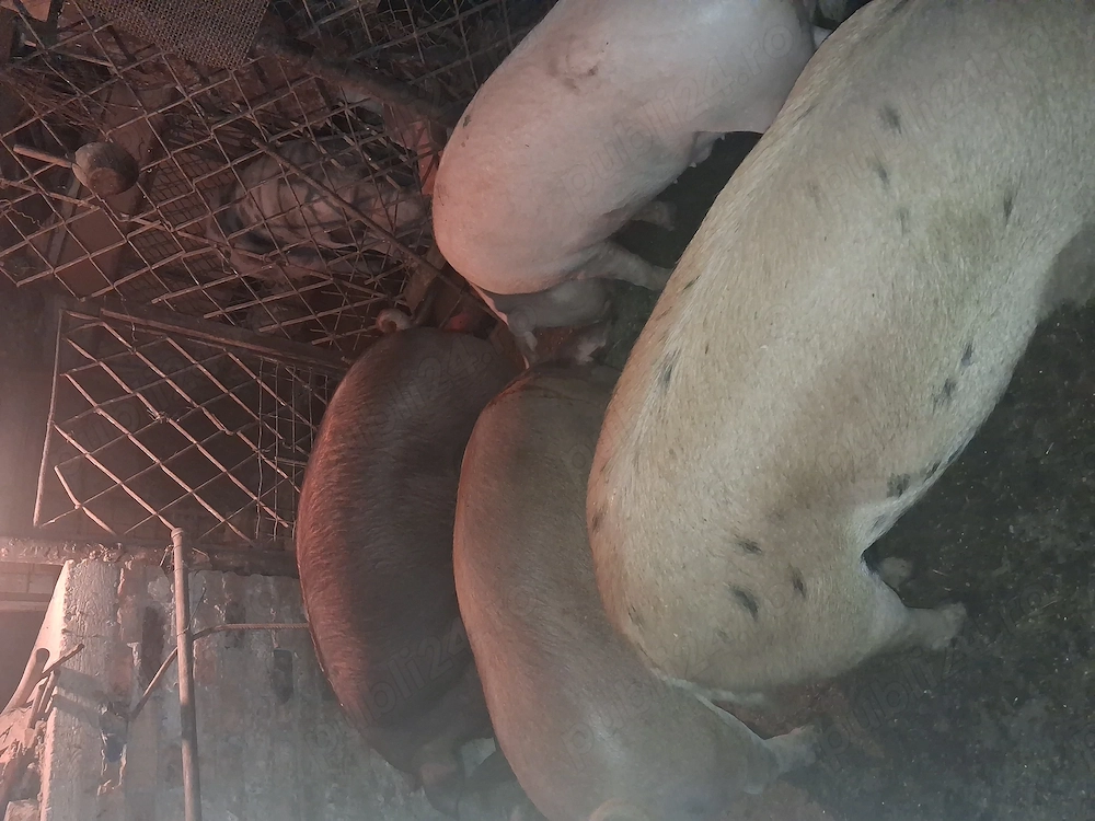 Vind porci duroc si marele alb greutate de la 120kg.in sus
