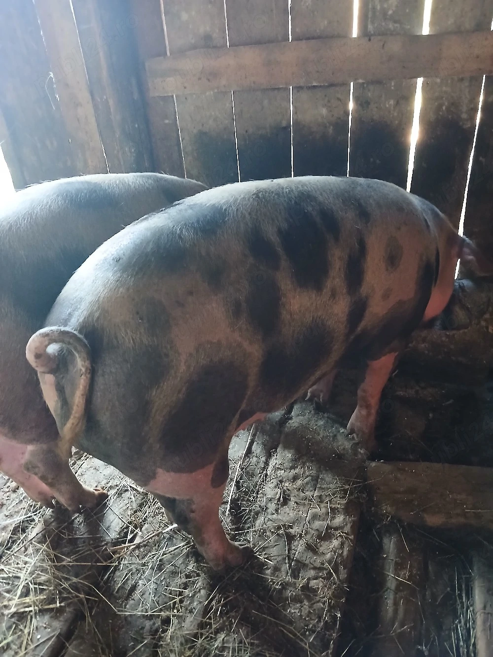 Porci de taiat