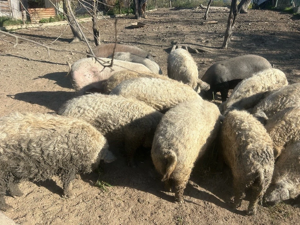 Porci mangalita de vanzare 