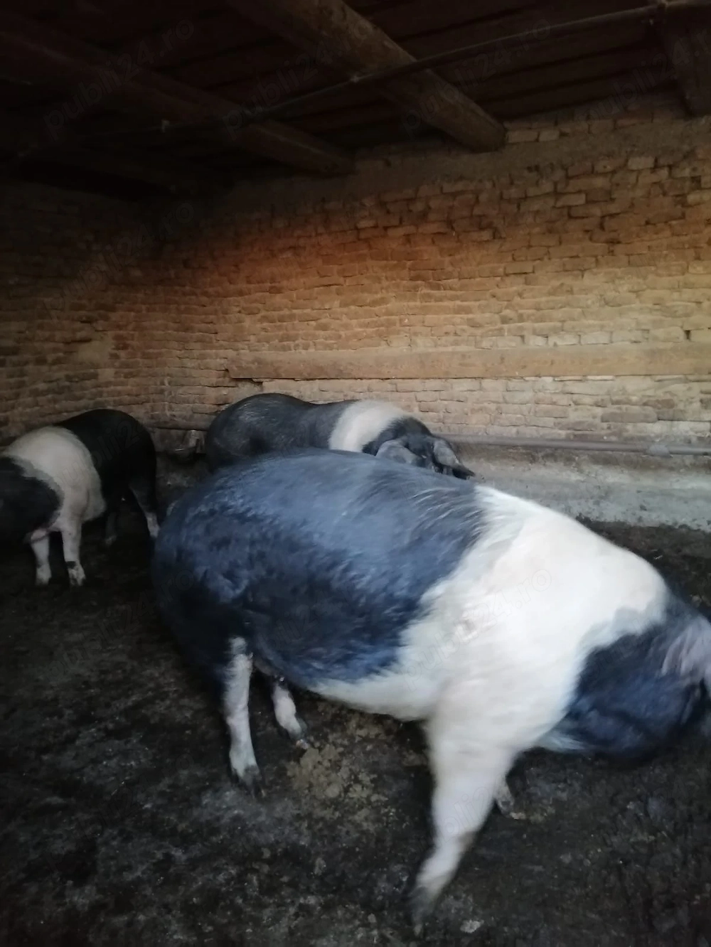 Animăluțe își caută stăpân 