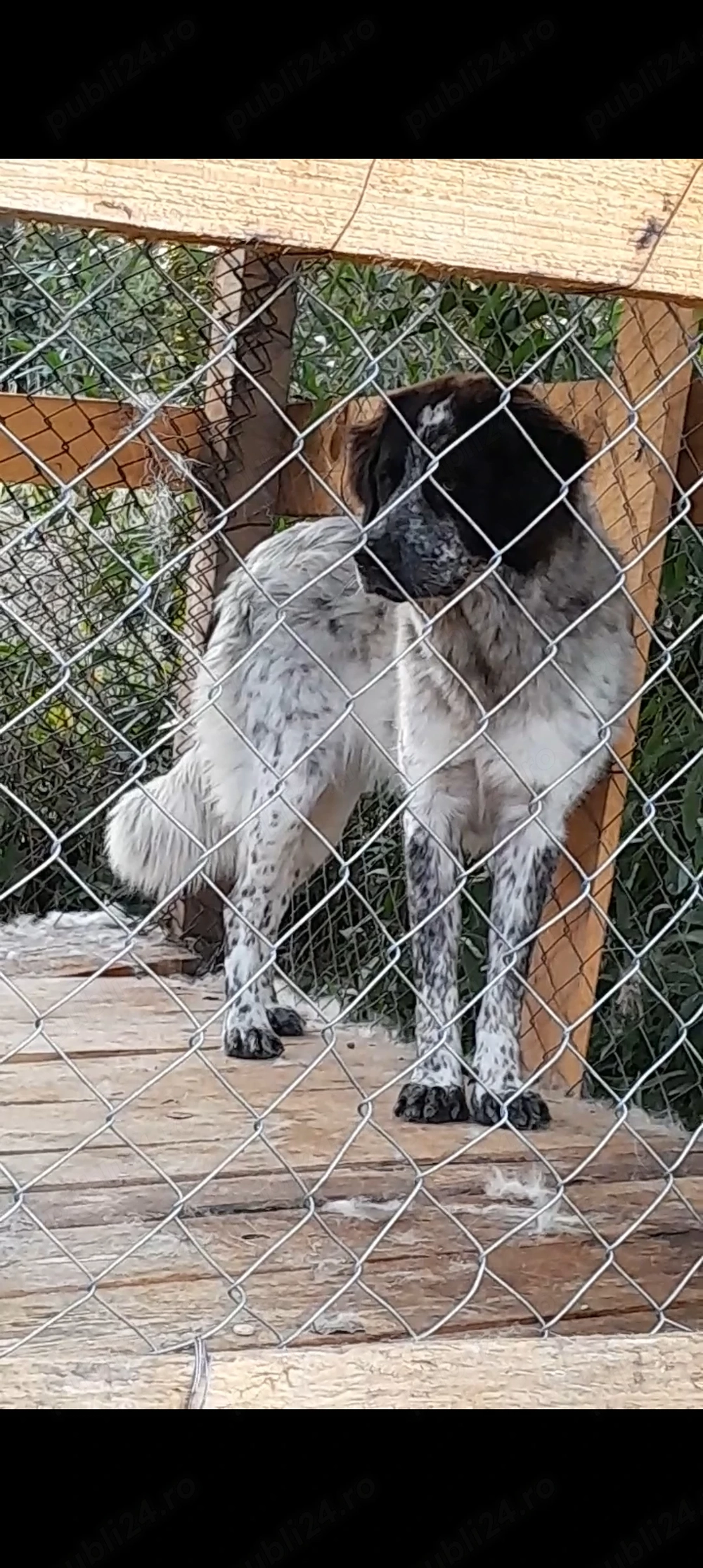 Vând sau schimb cu o oaie bună de tăiat cățeluşa Crb tânăra de 8 uni
