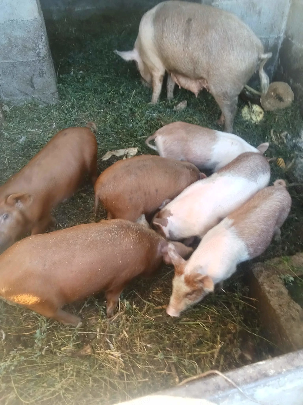 Porci de vanzare 