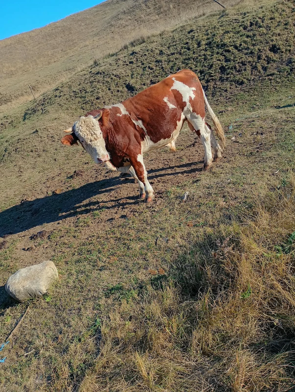Vand Taur de vaca!