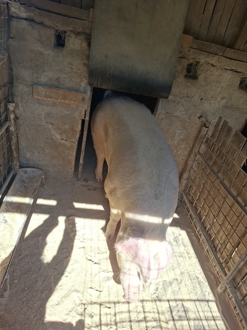 Vand porc de carne,rasa marele Alb
