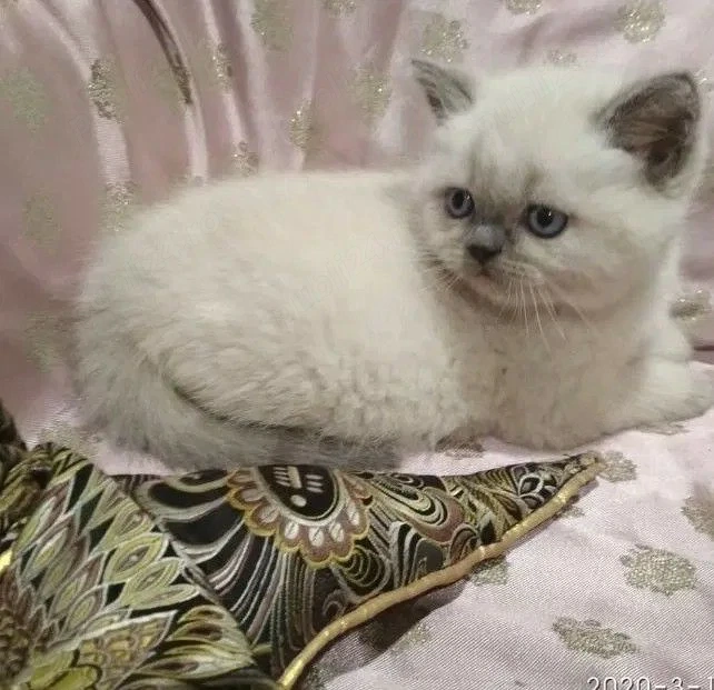 british shorthair blue point,asigur transport!