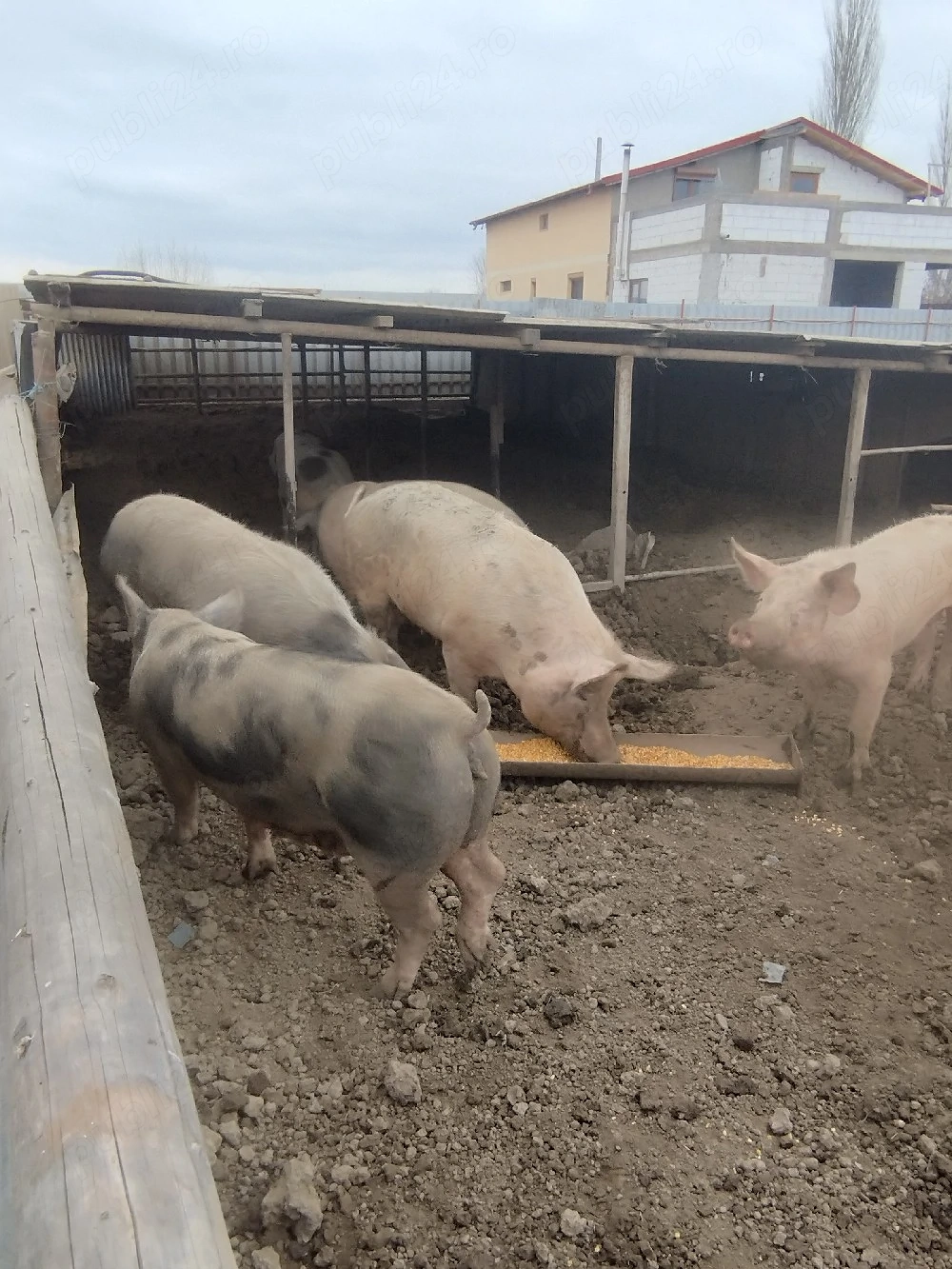 vand porci