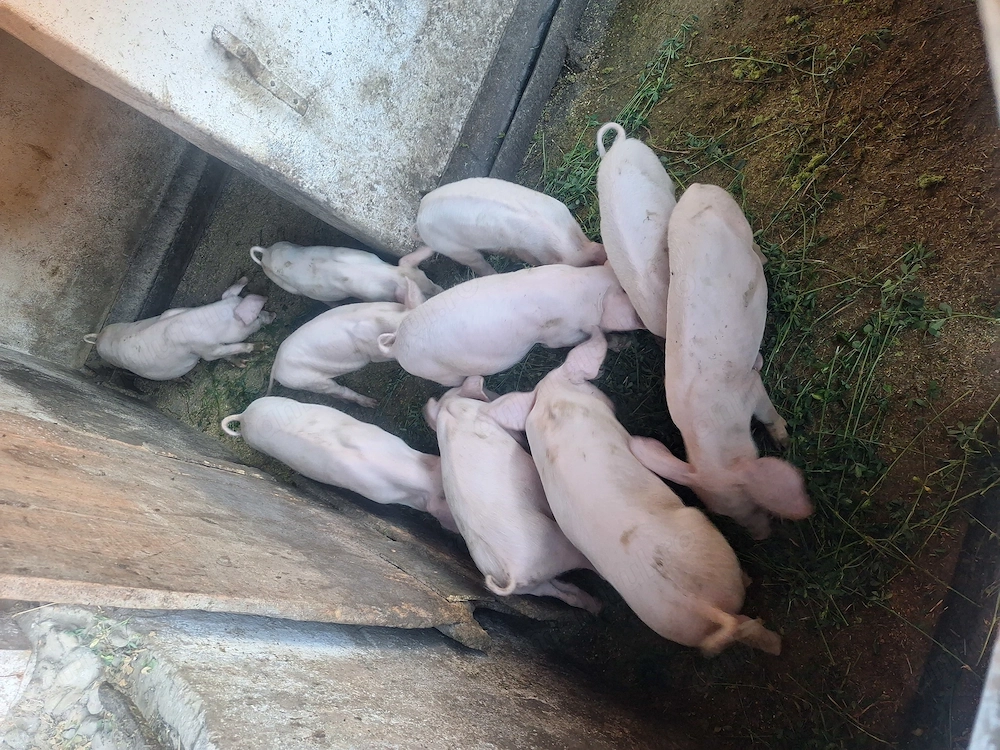 Purcei de vănzare