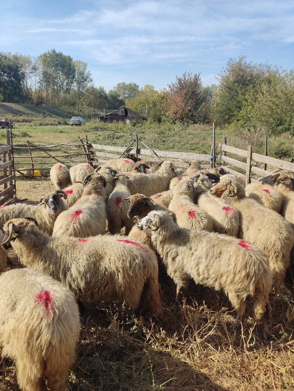 Oi de tăiat de vânzare 