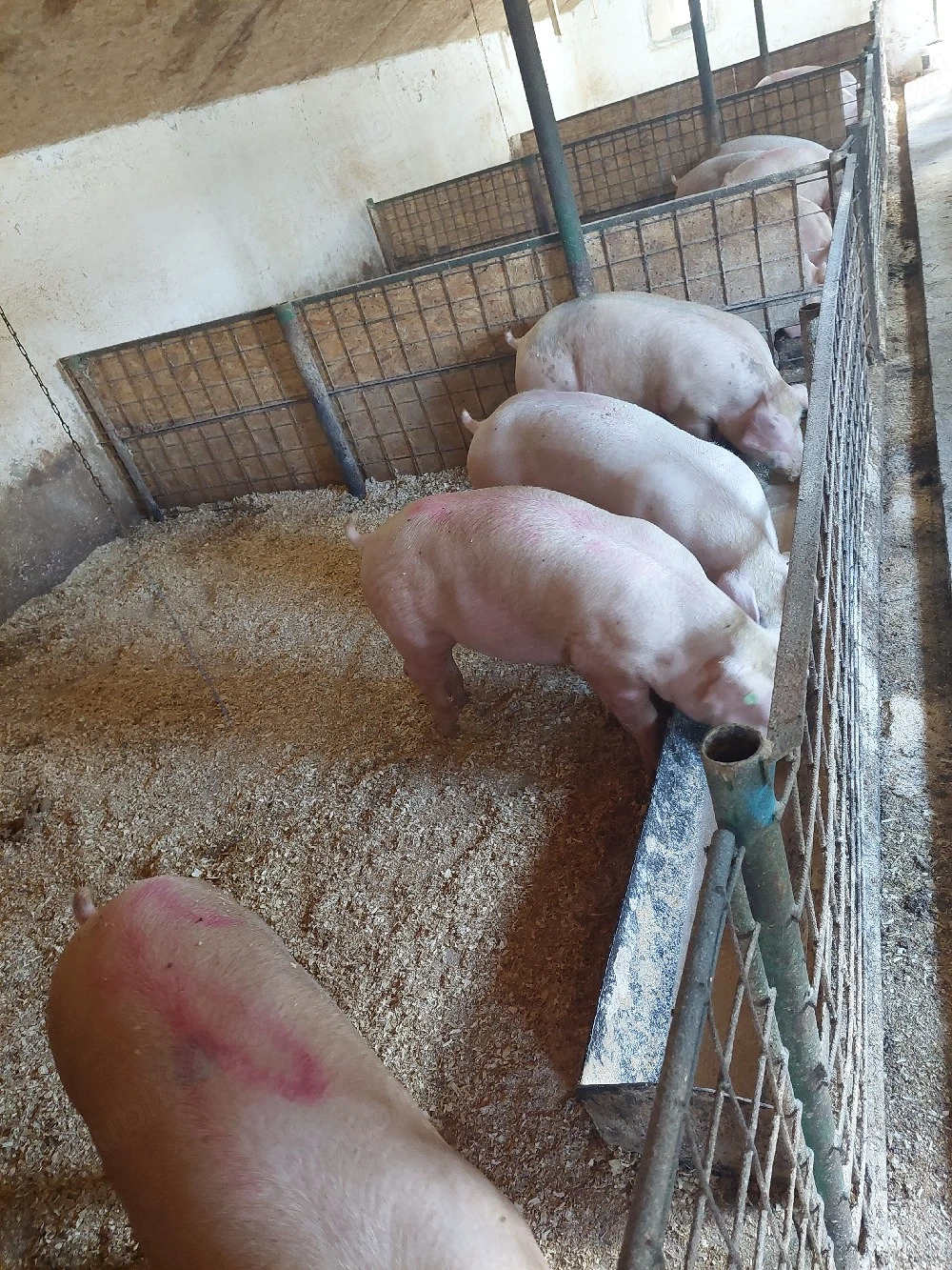 porci de vanzare
