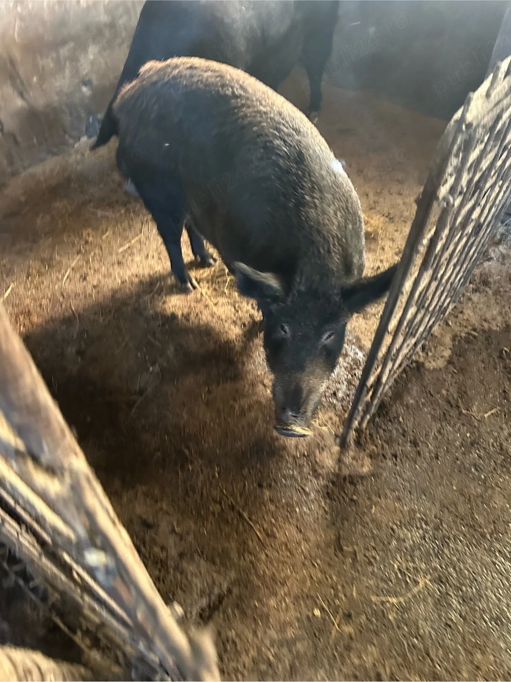 porci mangalita cu mistret 