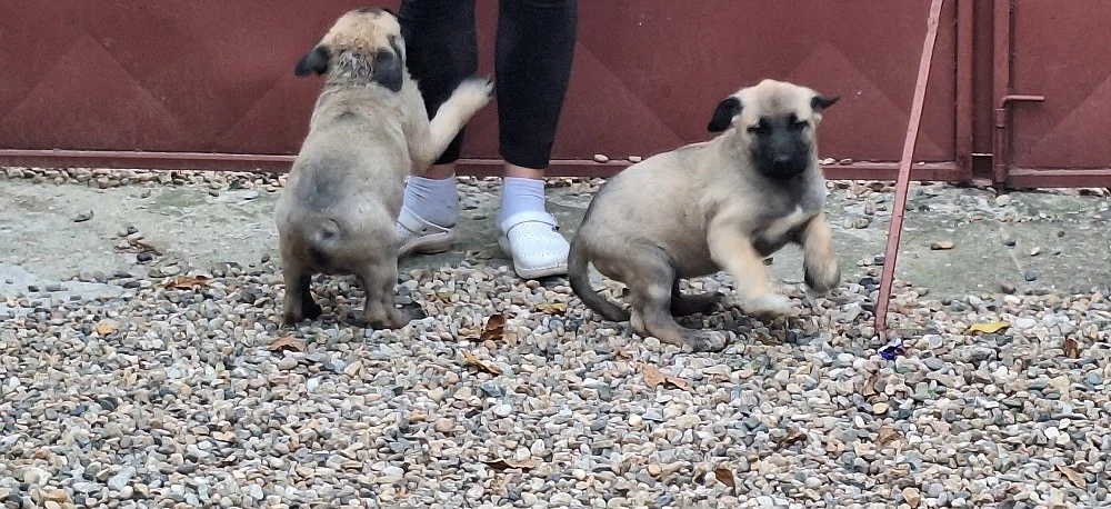 catei kangal de vanzare