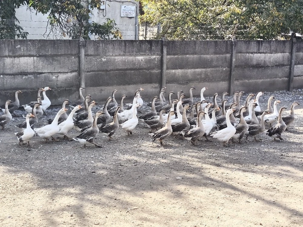 Gâște de vânzare Ploiești 