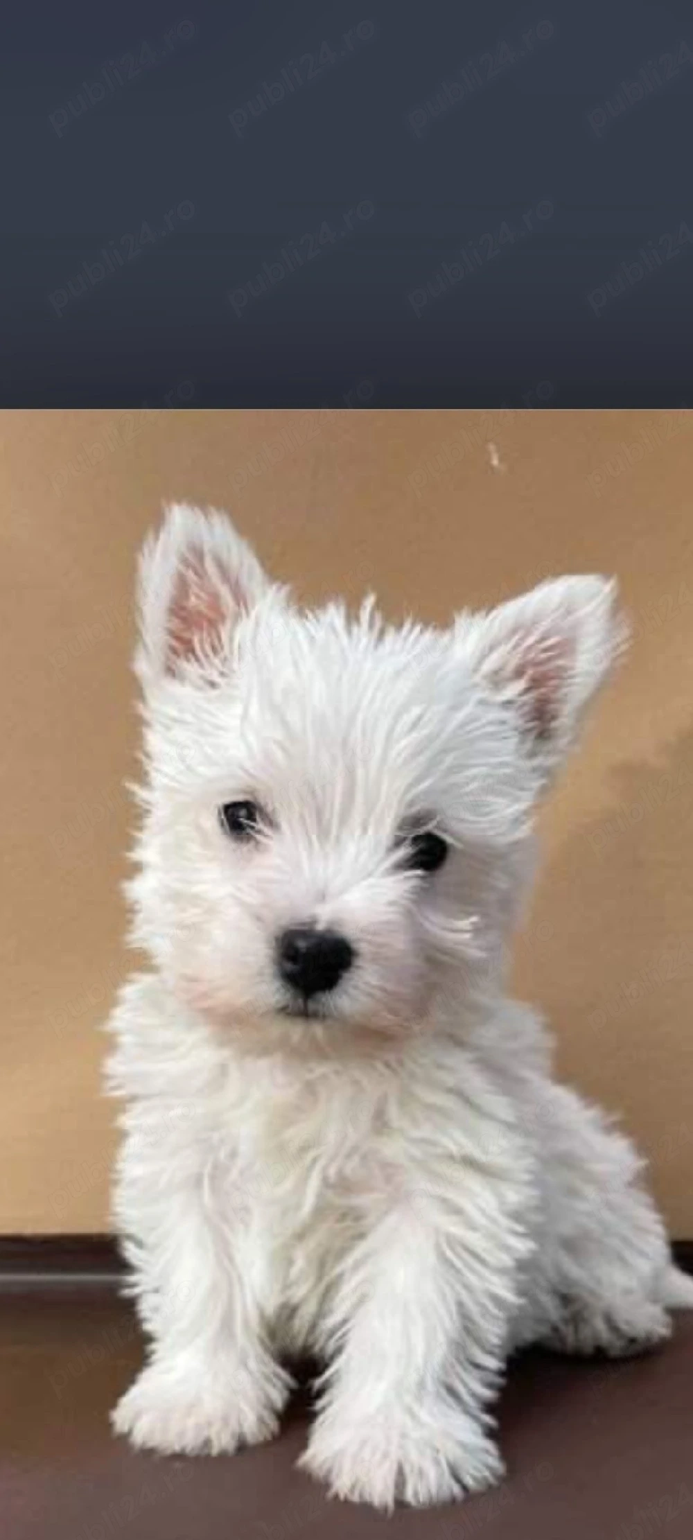 Pui Westie deosebiti