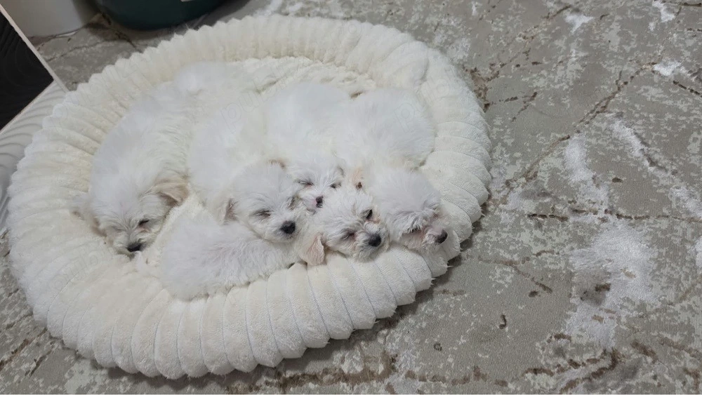 Vand puiuti micuti si dragalasi de bichon 