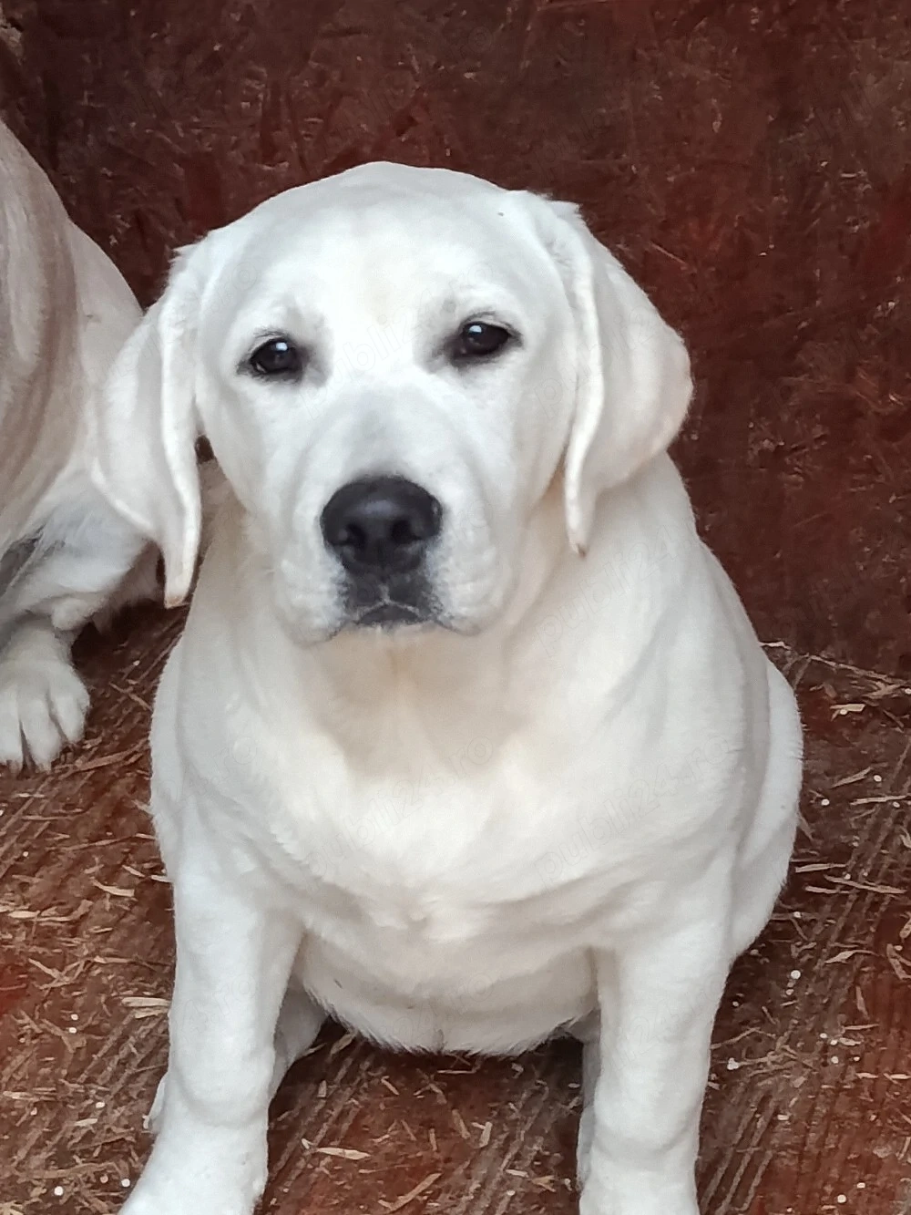Labrador Retriever fetiță, pedigree TIP A Labrador retriever 