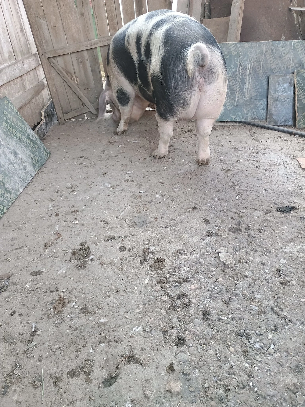 Porci 100 300 kg 