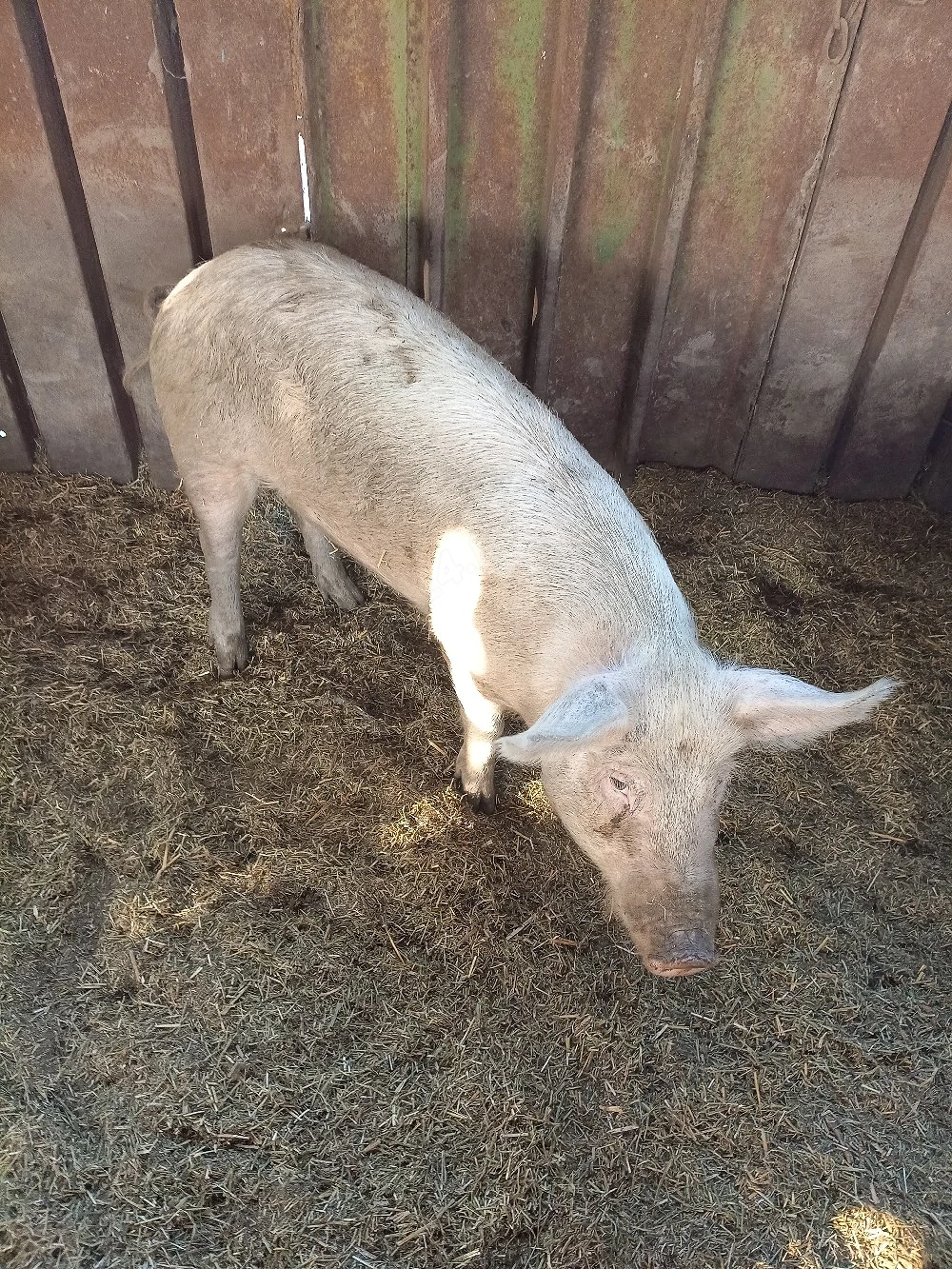 Vind Porci