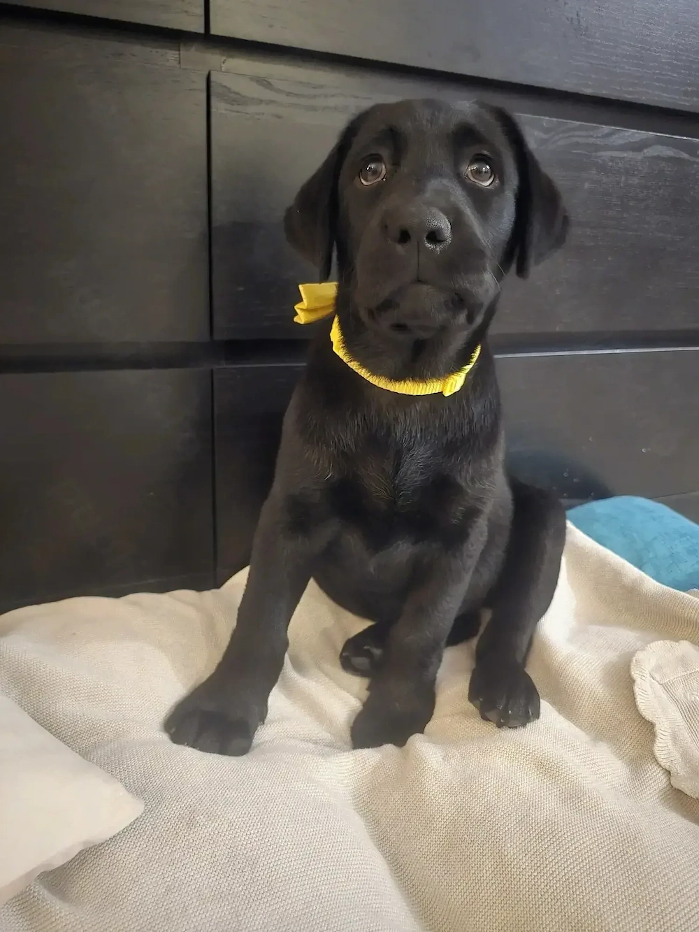 Pui de labrador isi cauta familie