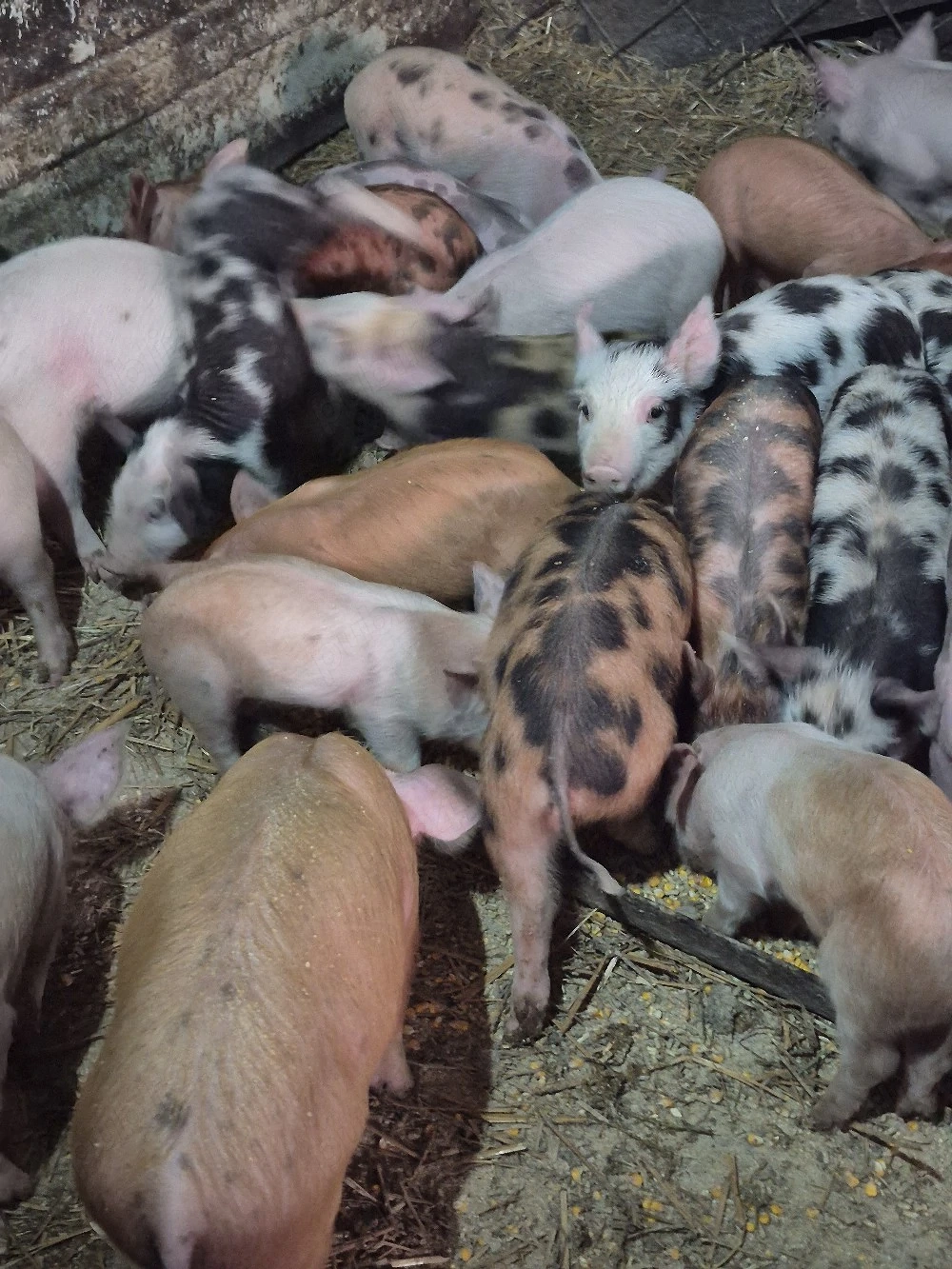purceluși pietrean cu duroc 