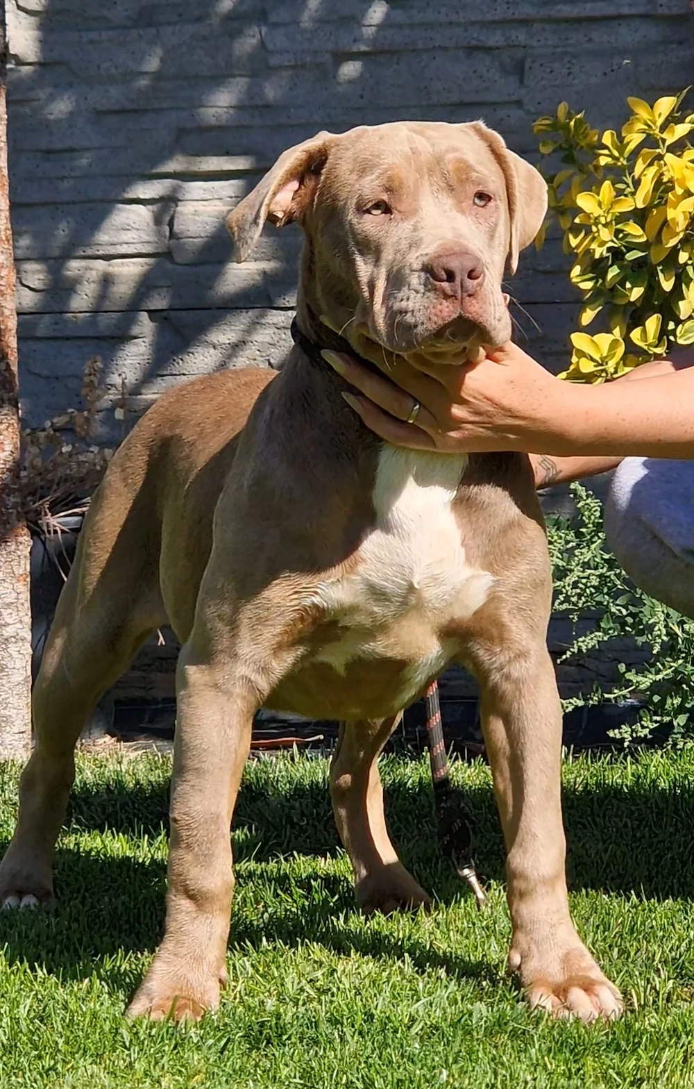 Vand femela American Bully xxl