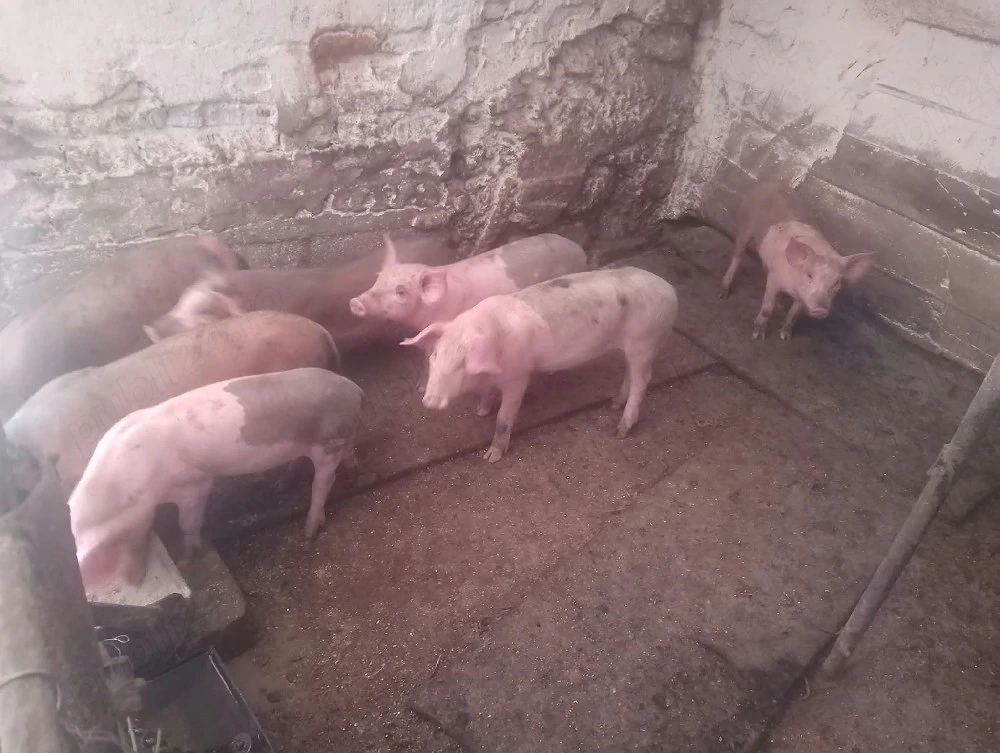 purcei 10 săptămâni 
