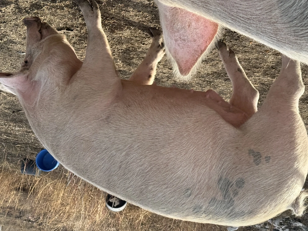 Vând porci de sacrificat  