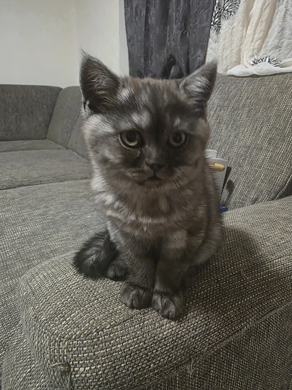 British tabby fetita 3 luni 