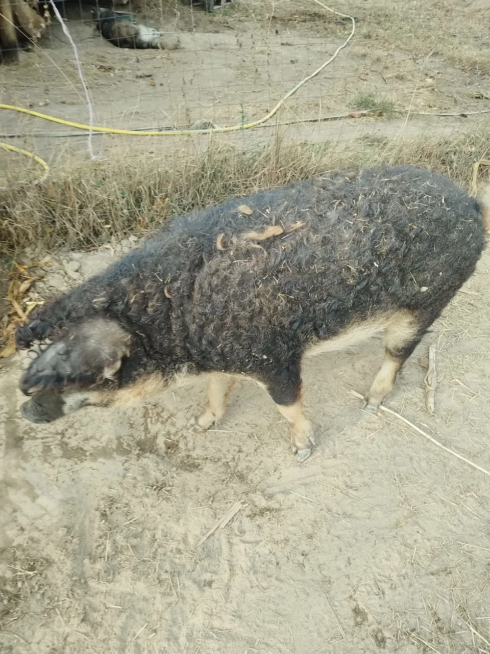 Vând  porci  mangalita pentru sacrificat 