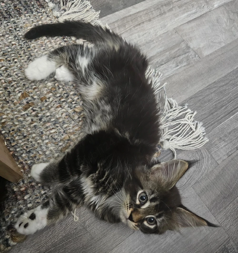 fetita Maine Coon