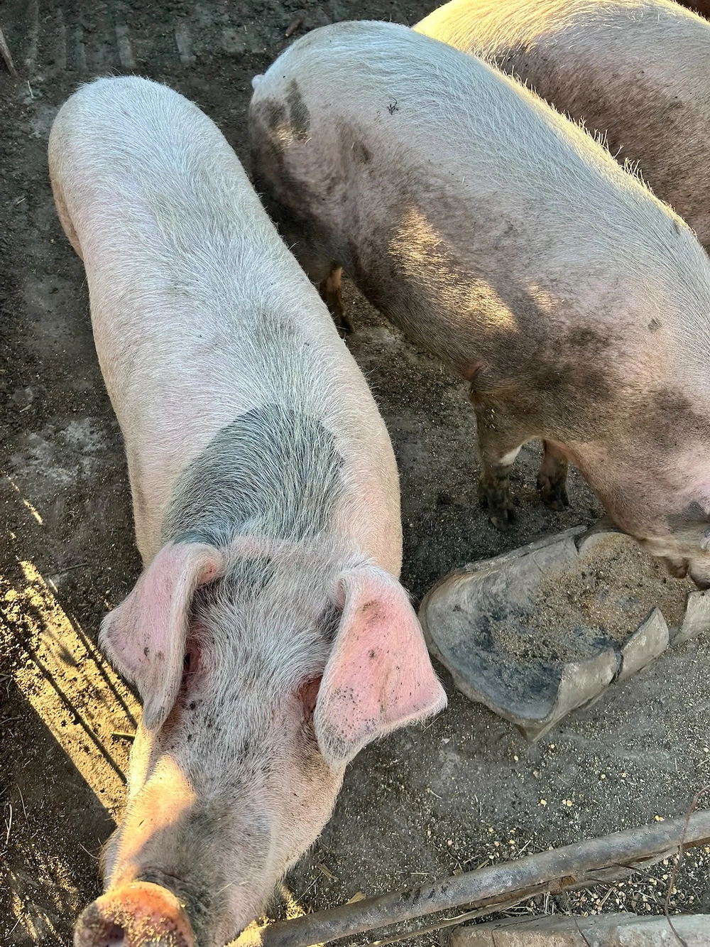 Porci de vanzare din rasa Landras
