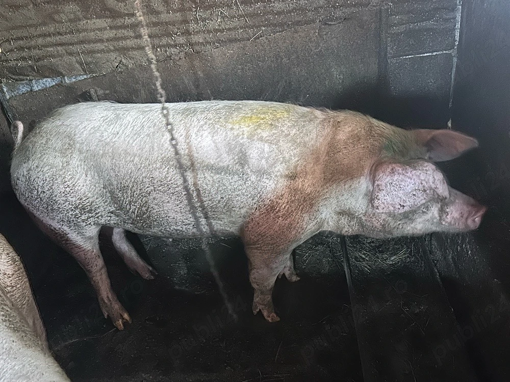 porc de vanzare 