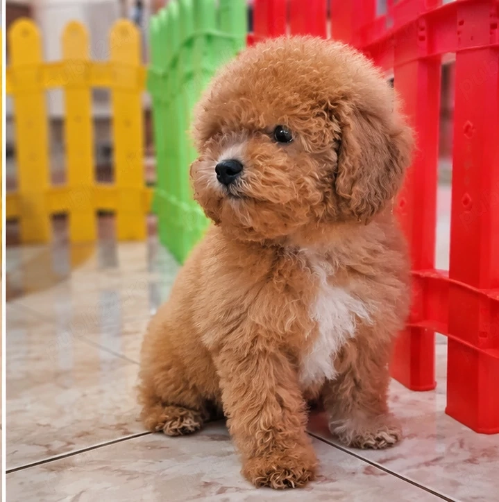 Maltipoo Toy Pufos Fermecător Irezistibil
