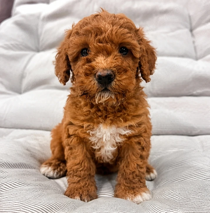 Goldendoodle Adorabil și Jucăuș