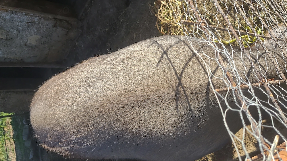 Porc de vinzare  crescut la curte 